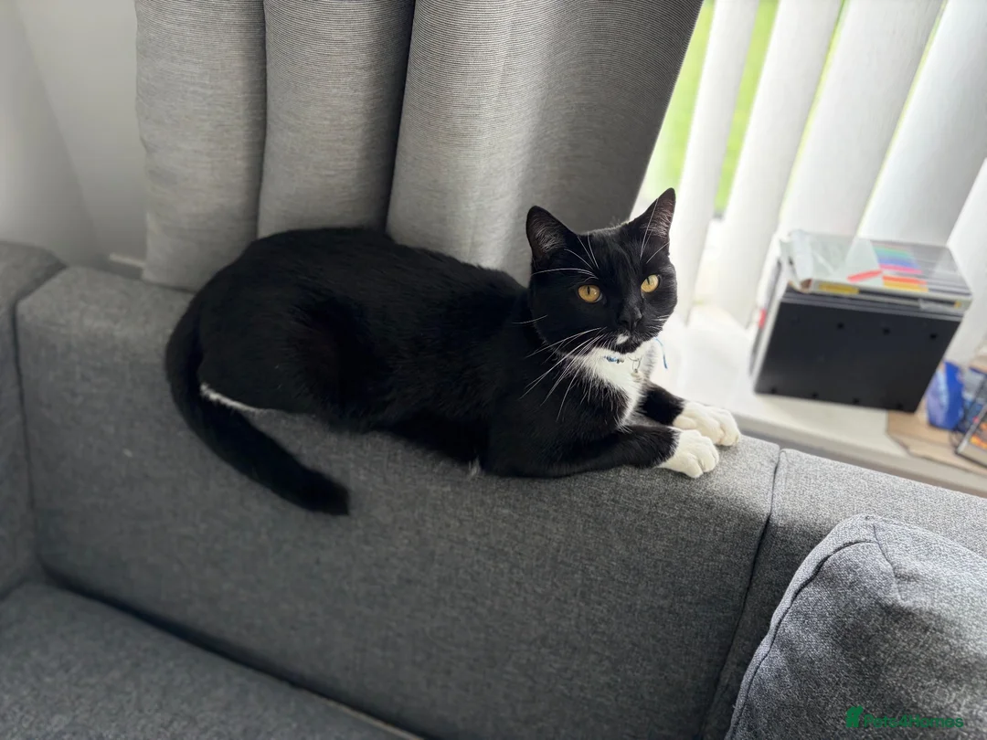 Mixed Breed cats for sale: Loving Homes Needed for Our Much-Loved Cats  in Pwllheli - Advert 2