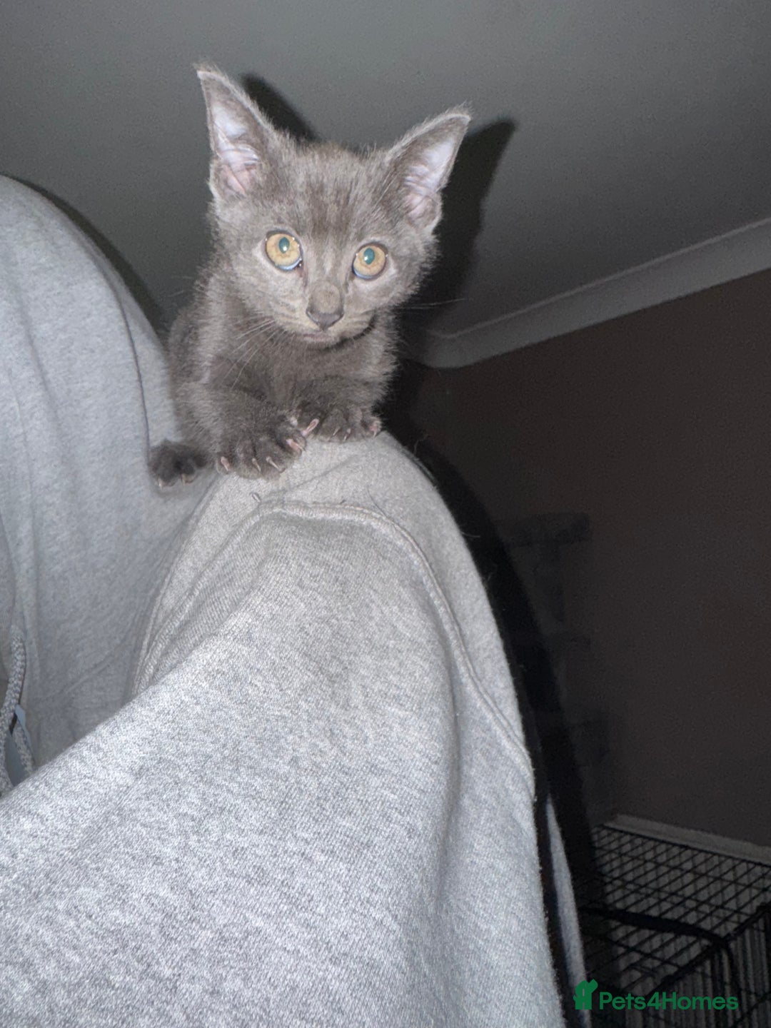 Bengal cats for sale: Missy - Image 3