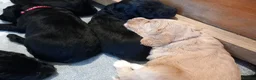 Mixed Breed dogs for sale: Cocker / goldendoodle puppies - Advert 8