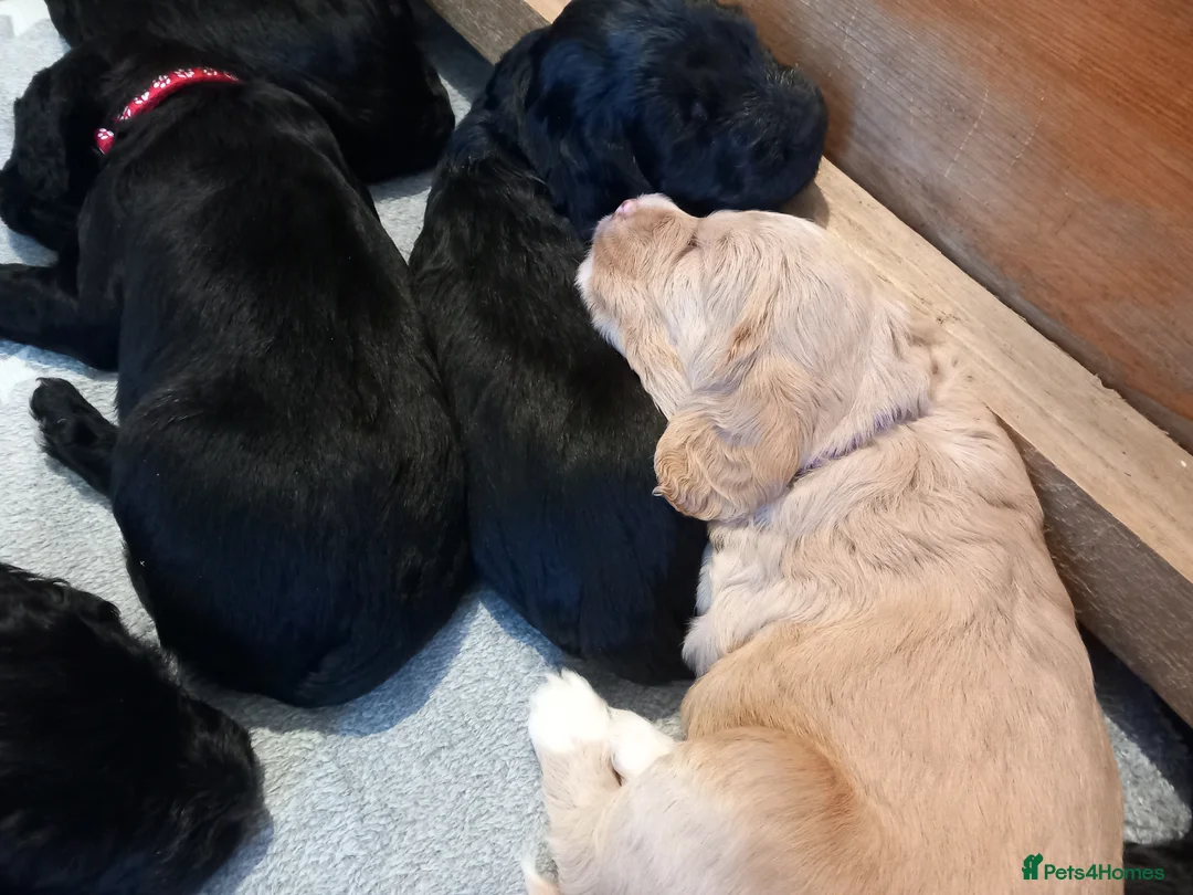Mixed Breed dogs for sale: Cocker / goldendoodle puppies - Advert 8