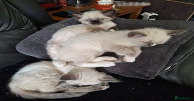 Ragdoll cats - Advert 2