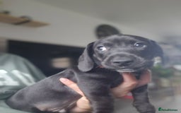 Miniature Dachshund dogs for sale: Miniature dachshund  - Image 9