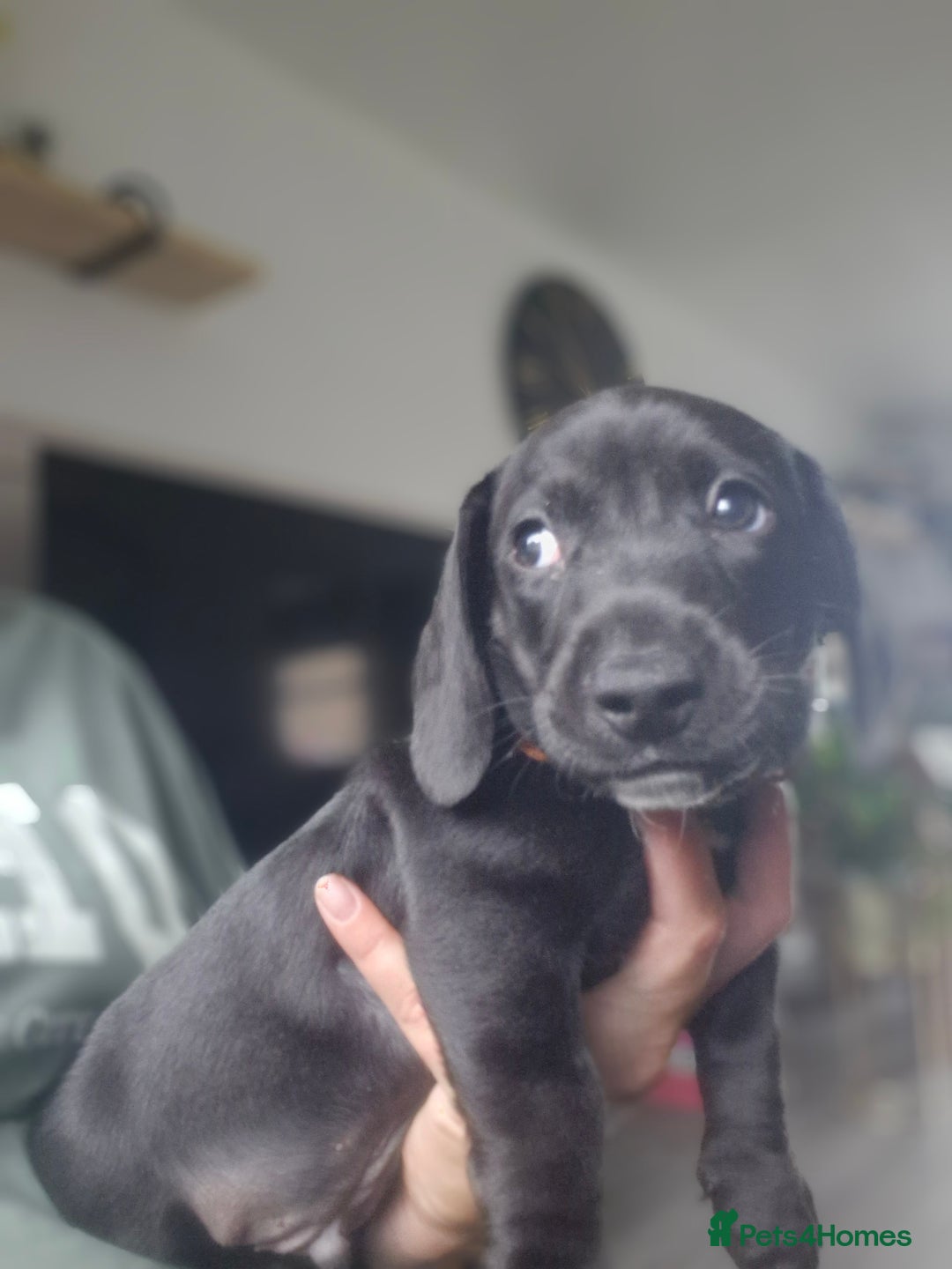 Miniature Dachshund dogs for sale: Miniature dachshund  - Image 9
