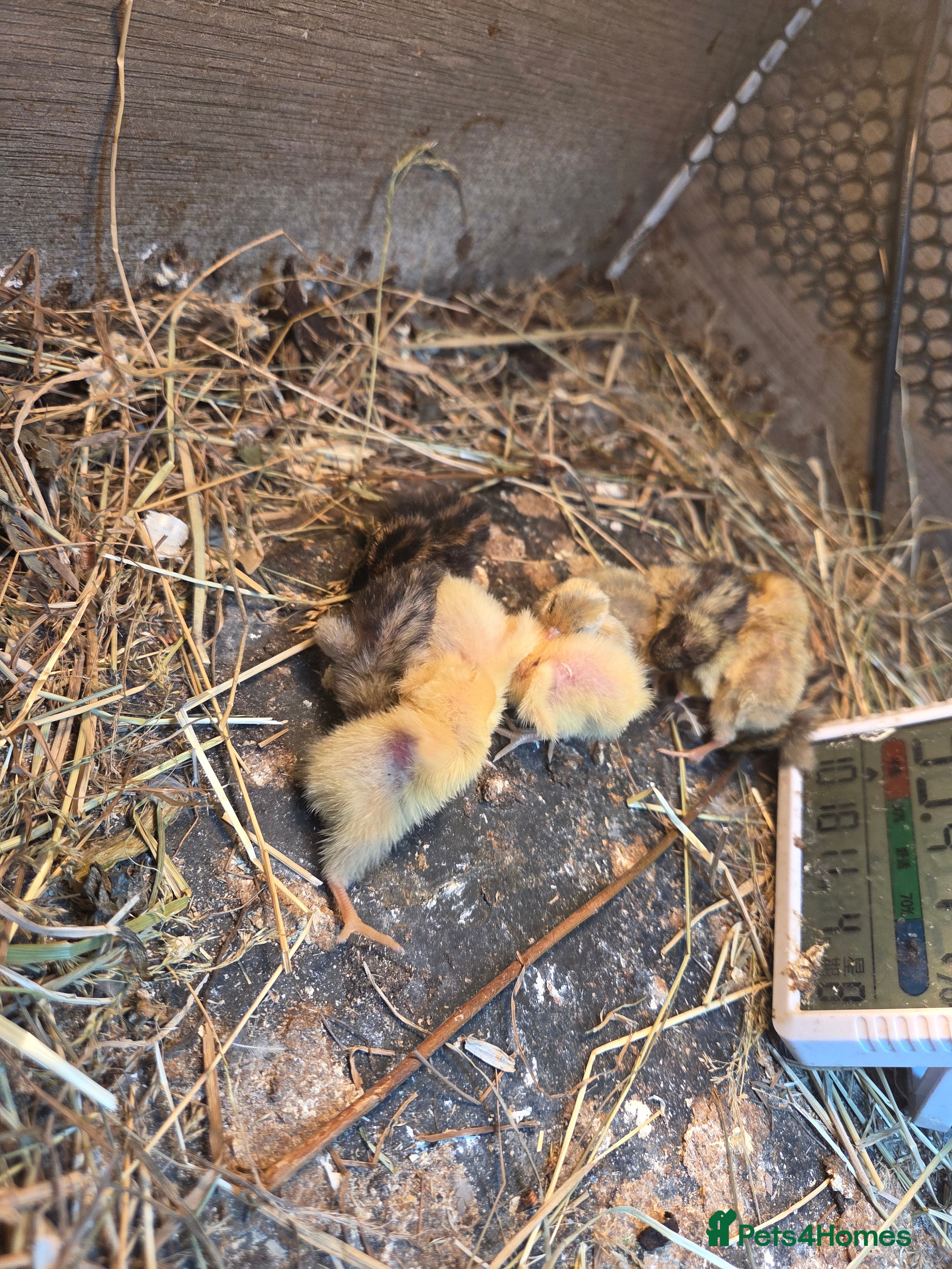 Mixed Breed birds Painted quails  young chick's  - Advert 7