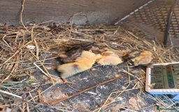Mixed Breed birds for sale: Painted quails  young chick's  - Advert 1