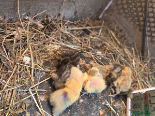 Mixed Breed birds Painted quails young chick's - Advert 5