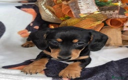 Miniature Dachshund dogs for sale: Last 3 beautiful mini dachshunds - Image 8