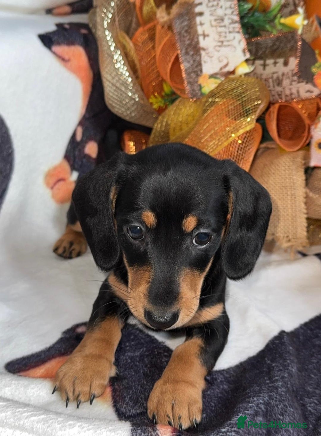 Miniature Dachshund dogs for sale: Last 3 beautiful mini dachshunds - Image 8