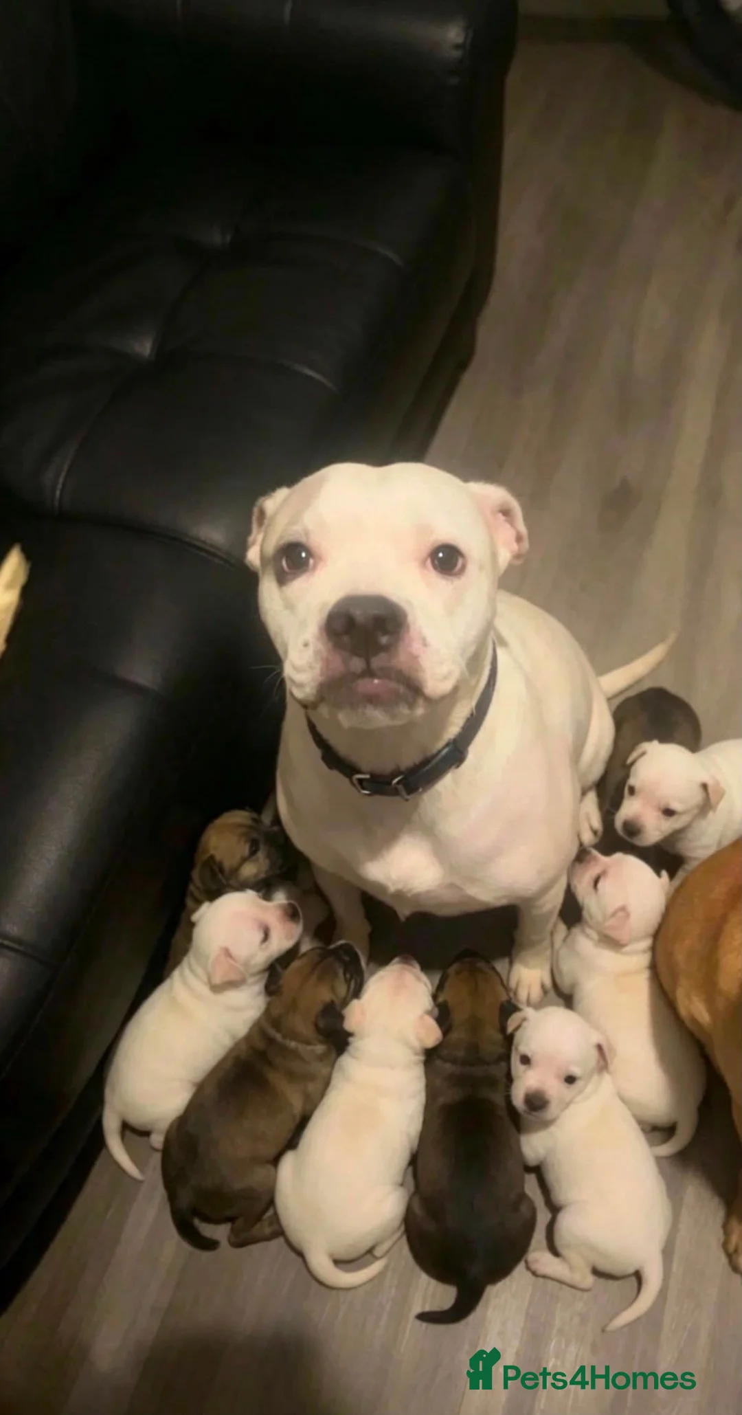 Boxer dogs for sale: beautiful puppies - Advert 12