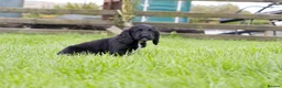 Cocker Spaniel dogs for sale: Stunning Black Cocker Puppies. Ready to leave 🌟 - Advert 8