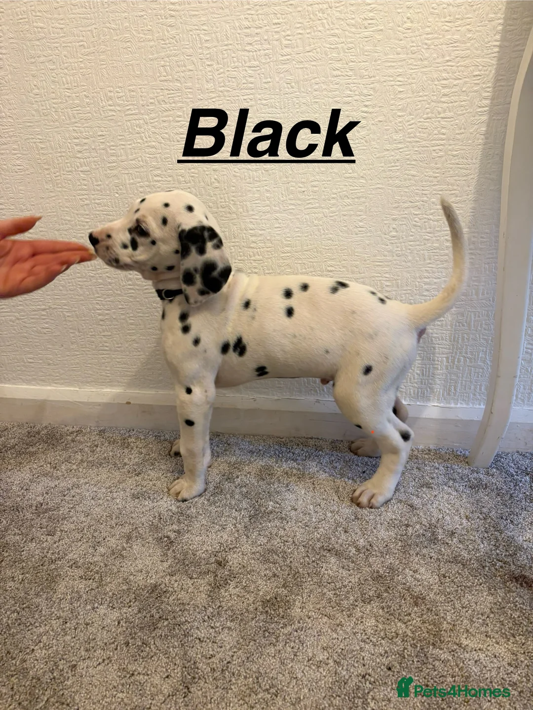 Dalmatian dogs for sale: 5 gen KC Dalmatians AVAILABLE NOW - Advert 15