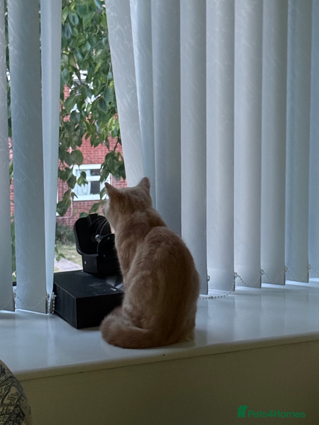 British Shorthair cats for sale: Luna & Leo  - Advert 13