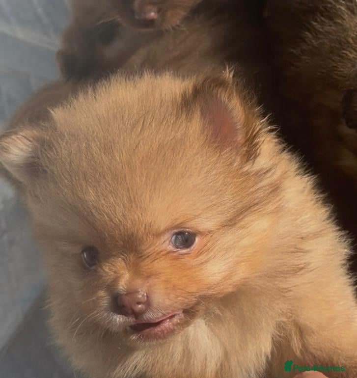 Pomeranian dogs Beautiful Pomeranian Puppy's   - Advert 1