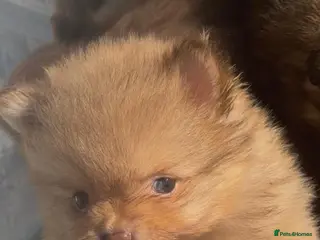 Pomeranian dogs Beautiful Pomeranian Puppy's - Advert 4