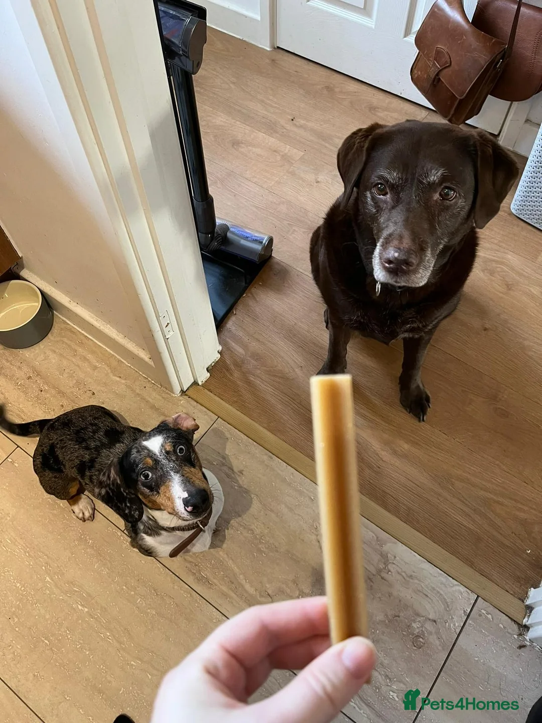 Mixed Breed dogs for adoption: 🐾Meet NORMAN 🐾 - a Lovely Boy for a Loving Home  - Advert 25