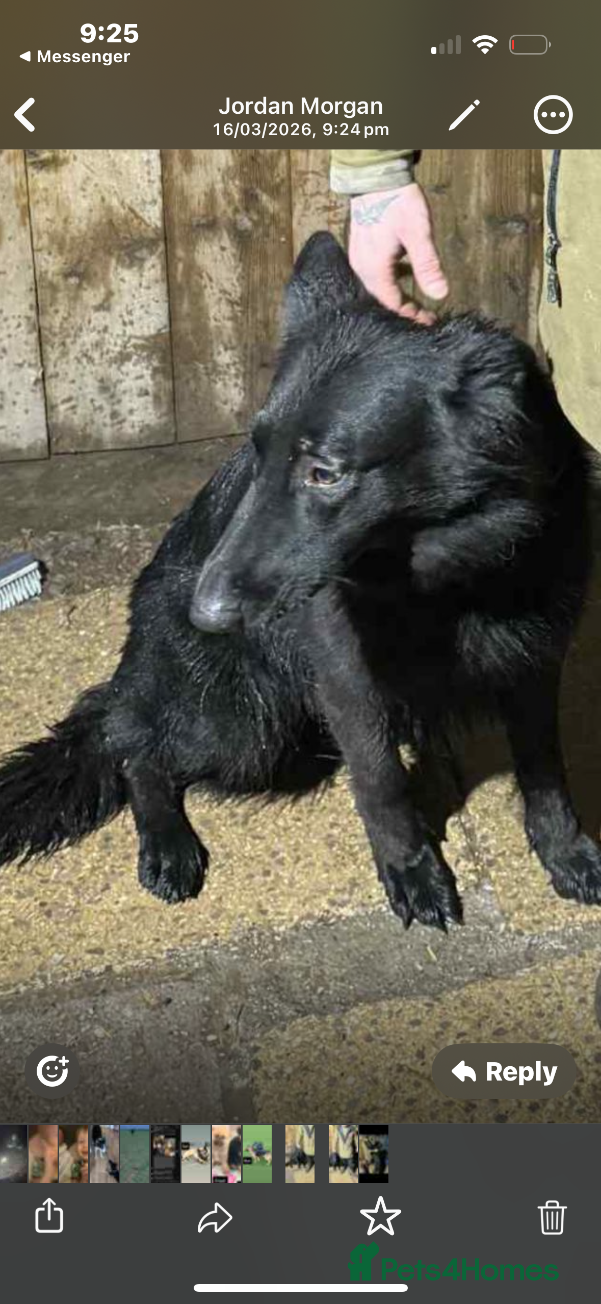 German Shepherd dogs German shepherd puppy  - Advert 1