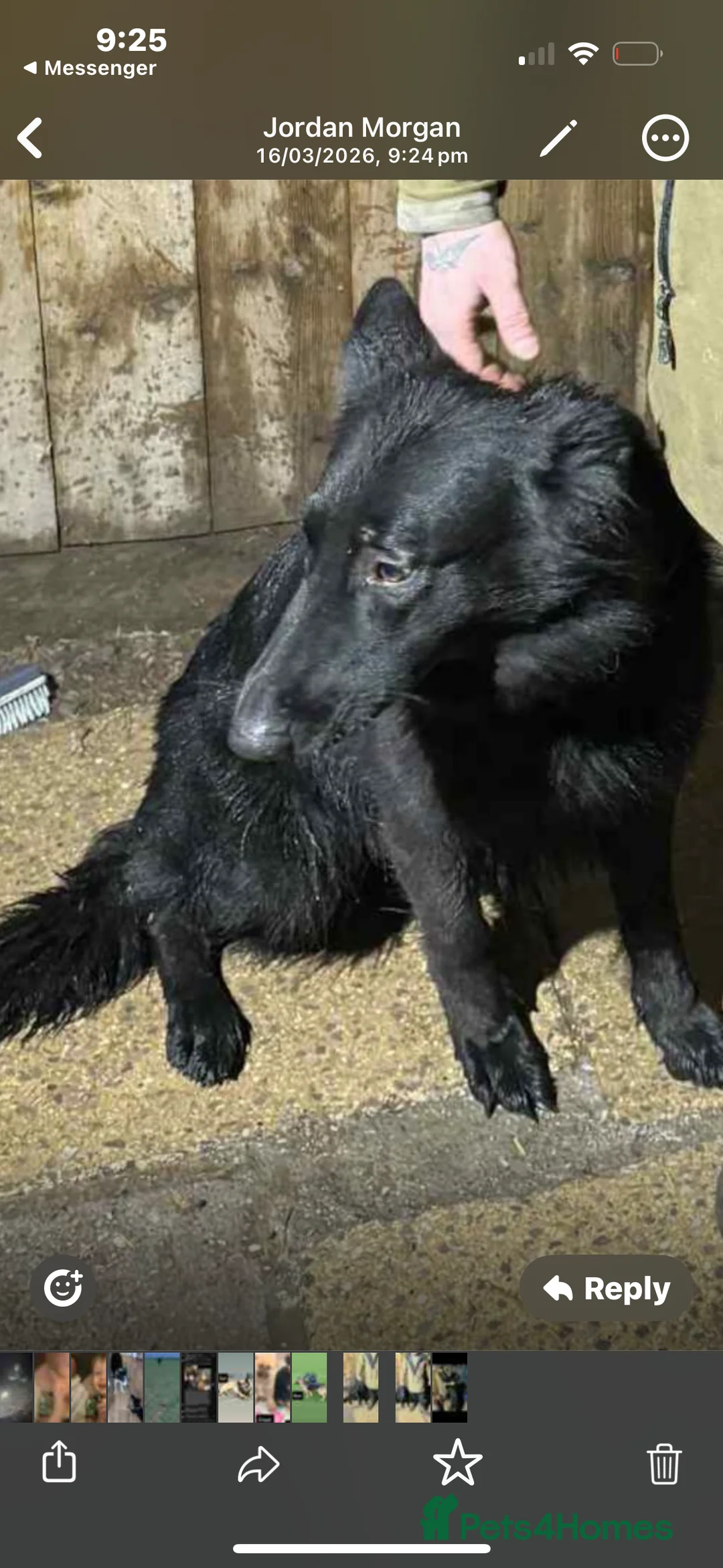 German Shepherd dogs for sale: German shepherd puppy  in Bristol - Advert 1