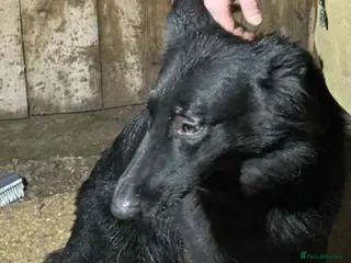 German Shepherd dogs German shepherd puppy - Advert 7