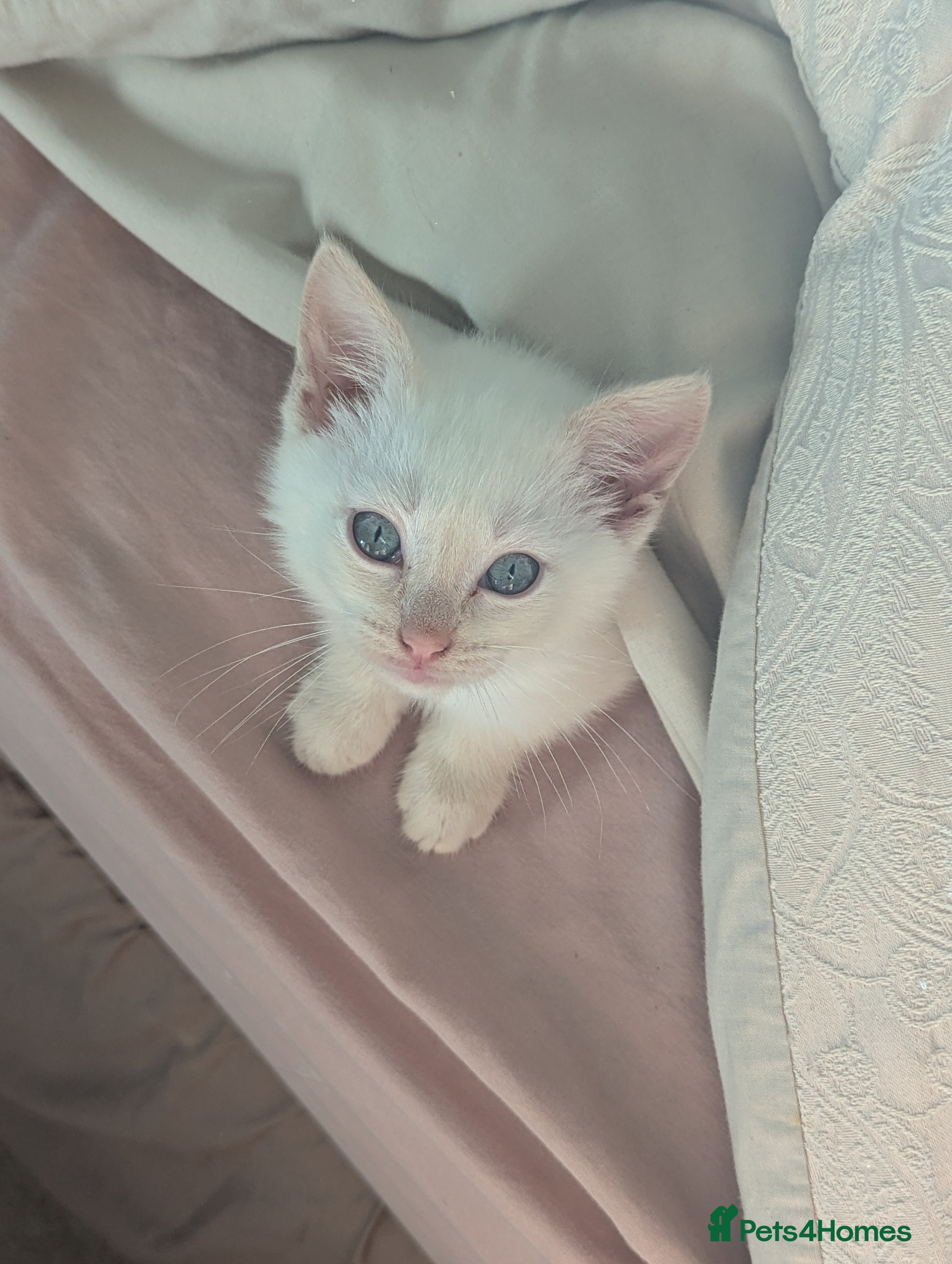 Siamese cats Flame point Siamese kitten male  - Advert 1