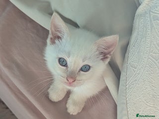 Siamese cats Flame point Siamese kitten male - Advert 14