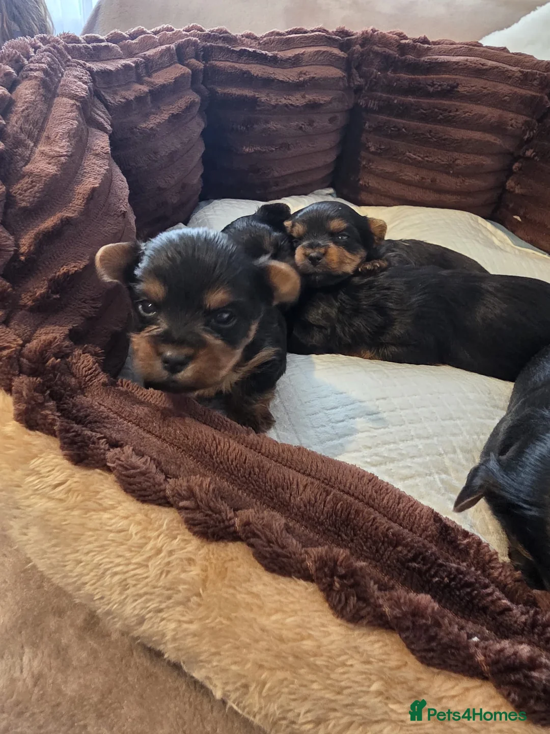 Yorkshire Terrier dogs for sale: Yorkshire Terrier mini  - Advert 7