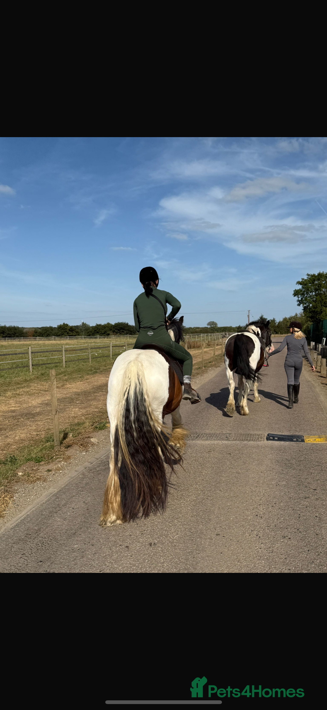 Irish Cob horses for sale: LOLA💗 - Advert 4