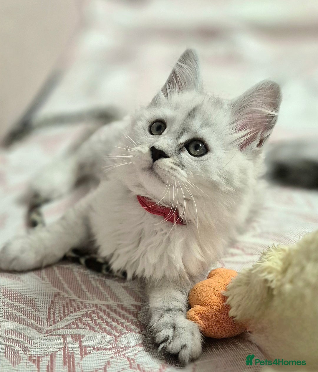 Maine Coon cats for sale: GCCF Pedigree Maine Coon Shaded Kittens - Advert 10