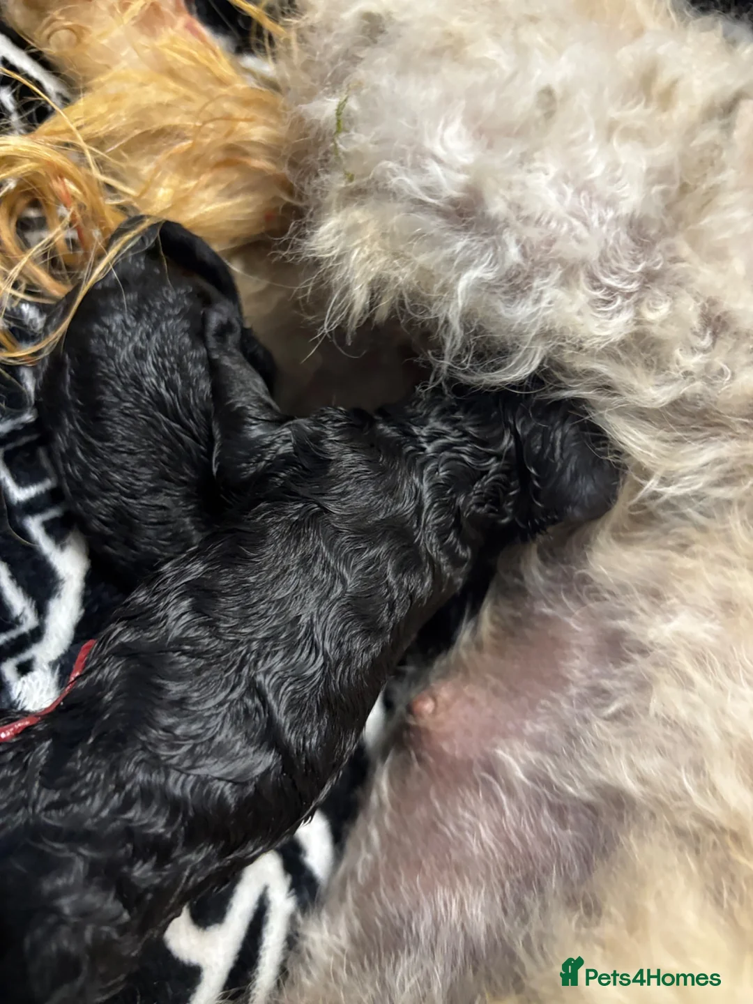Cavapoo dogs for sale: Fb1 Cavapoos  - Advert 30