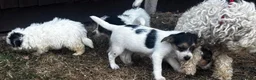 Mixed Breed dogs for sale: 4 beautiful bichion X Jack russle pups for sale in Newbury - Advert 3