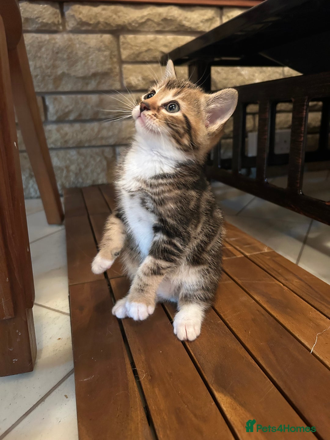 Bengal cats for sale: ❗️All reserved ❗️Bengal Cross Kittens - Advert 2