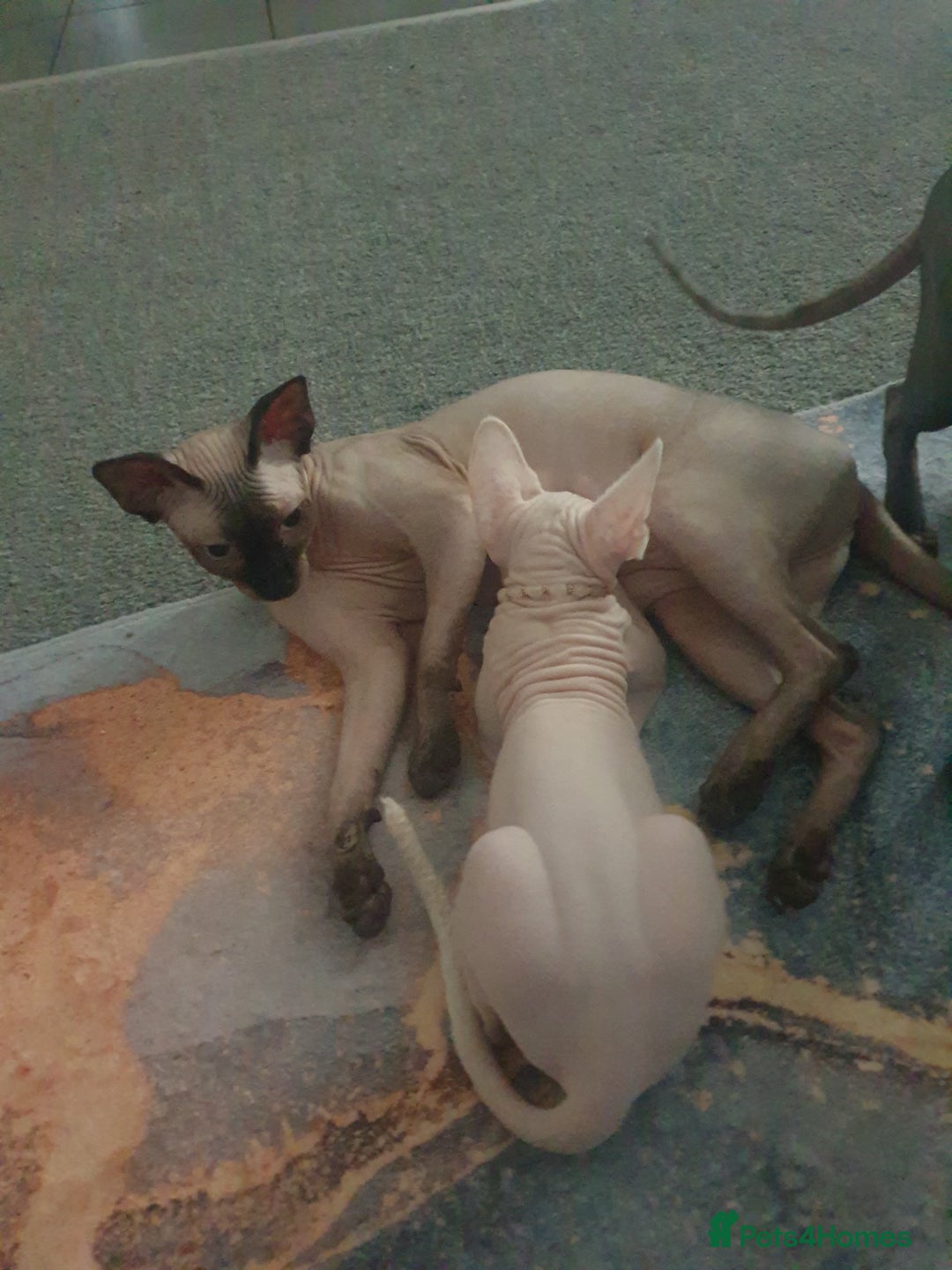 Sphynx cats for sale: Shuga Candi - Image 13