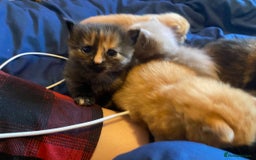 American Shorthair cats for sale: 6 kittens  - Image 11
