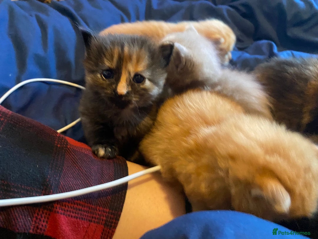 American Shorthair cats for sale: 6 kittens  - Image 11