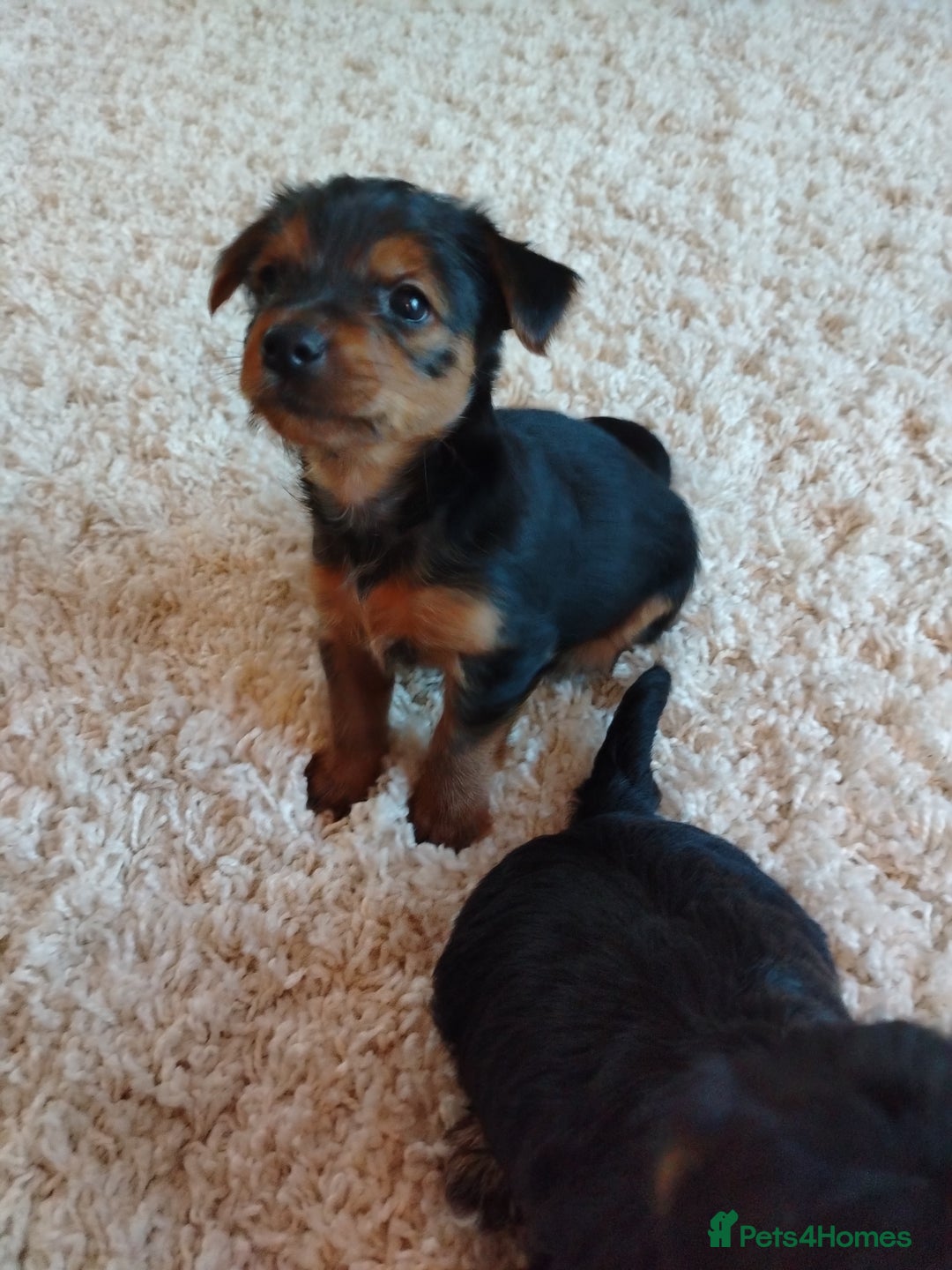 Yorkshire Terrier dogs for sale: Yorkies for sale.  - Image 4