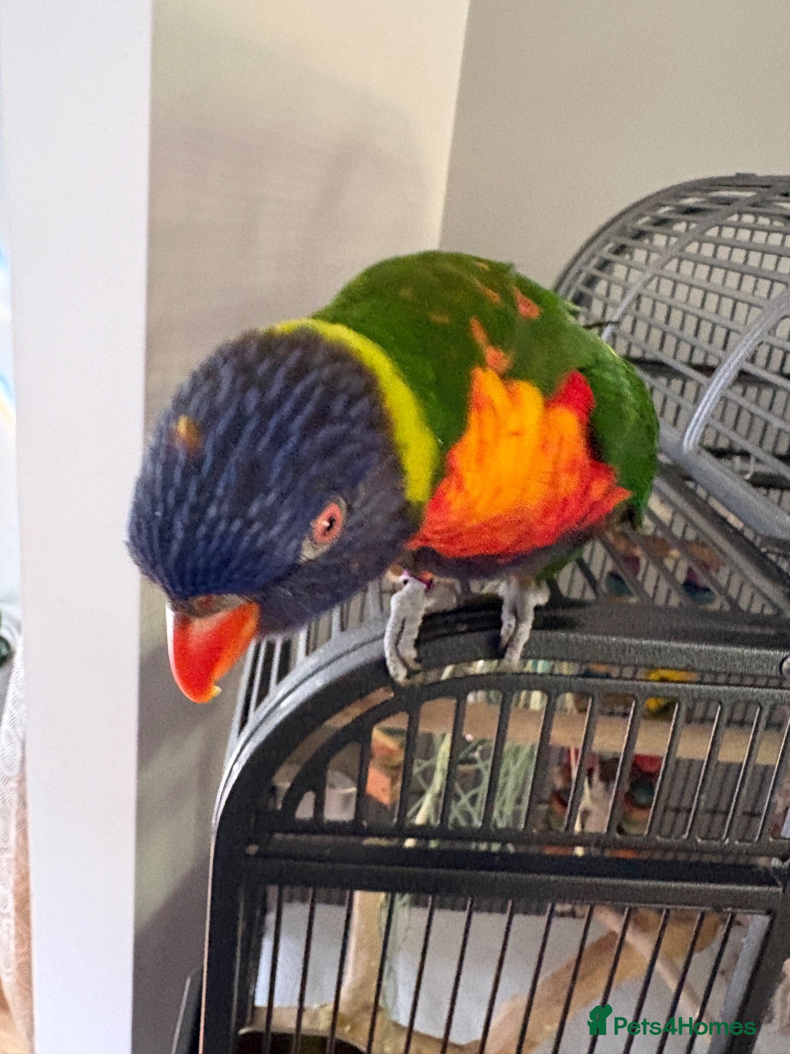 Lorikeets birds Rainbow Lorikeet - Advert 1