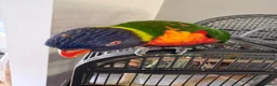 Lorikeets birds for sale: Rainbow Lorikeet in Nottingham - Advert 1