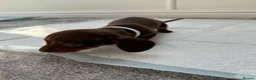 Miniature Dachshund dogs for sale: Ready now Miniature dachshund girls - Advert 29