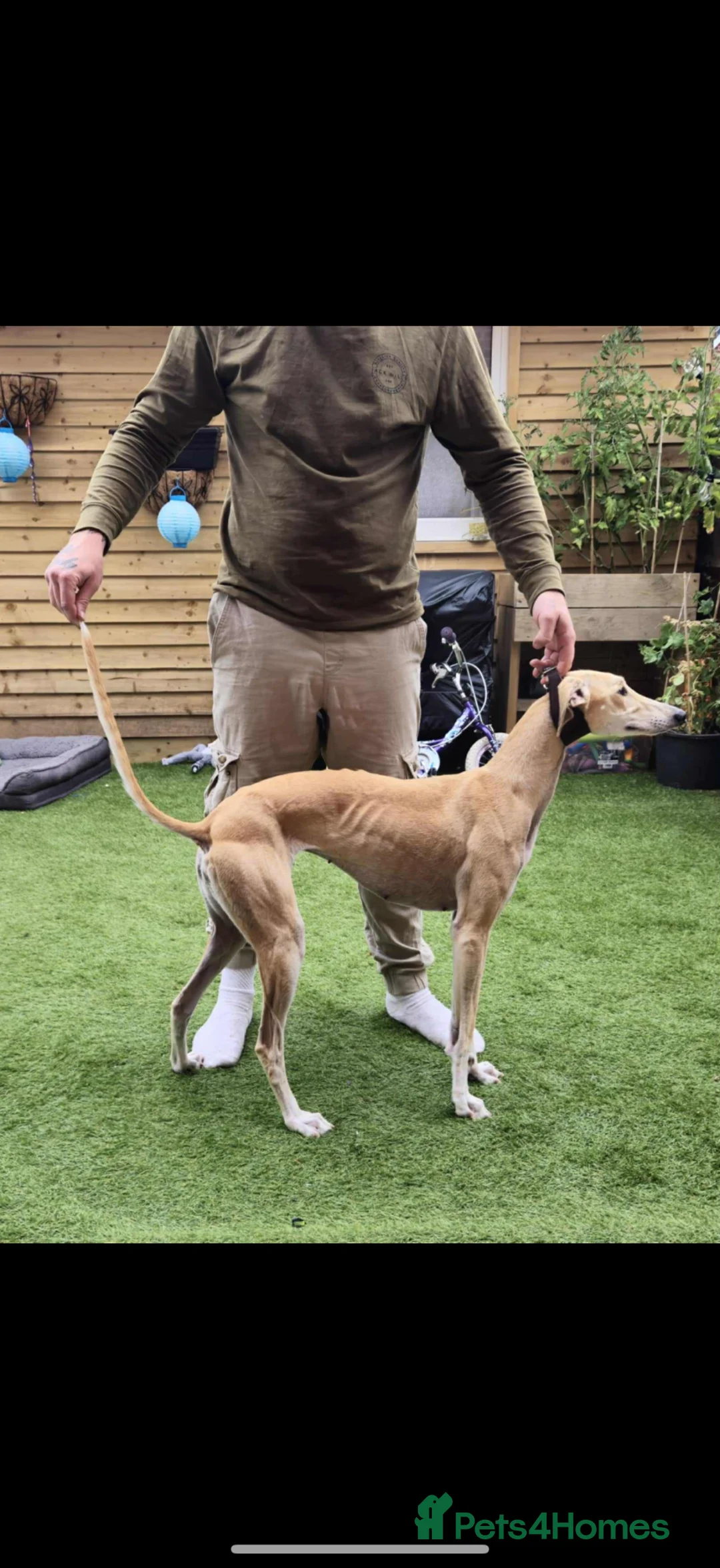 Mixed Breed dogs for sale: Saluki in Llanelli - Advert 2