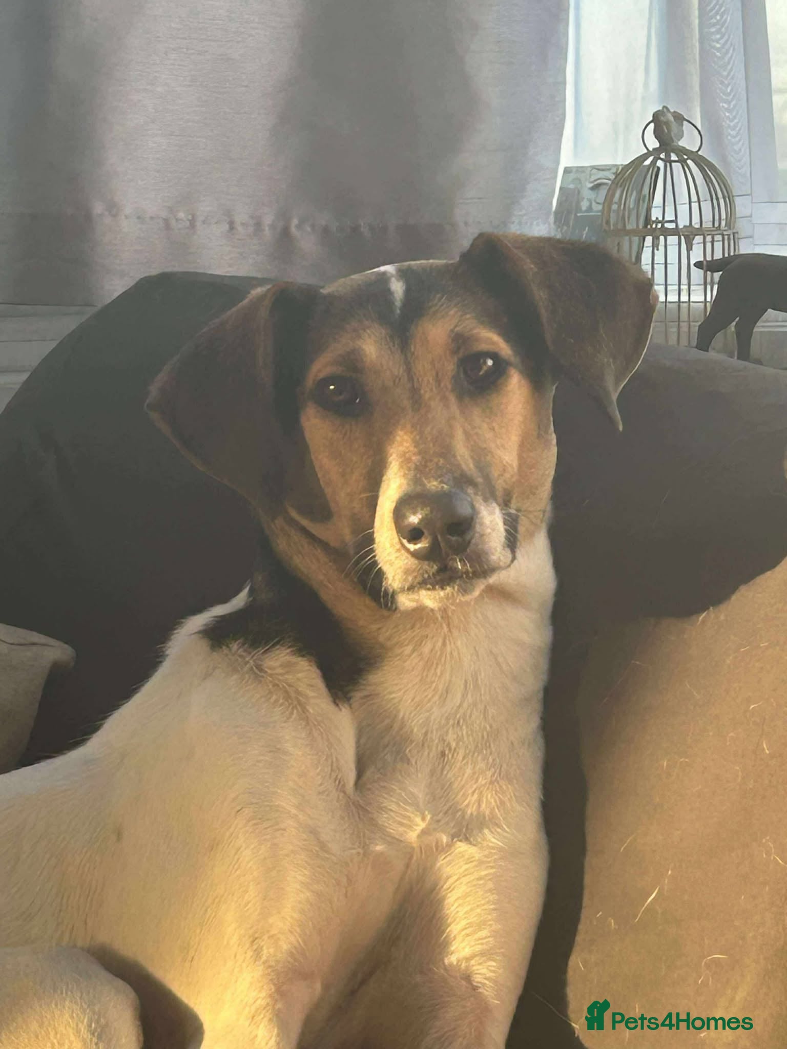 Mixed Breed dogs Nora is looking for a loving forever home in Withernsea - Advert 1