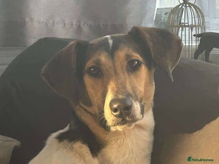 Mixed Breed dogs Nora is looking for a loving forever home in Withernsea - Advert 1