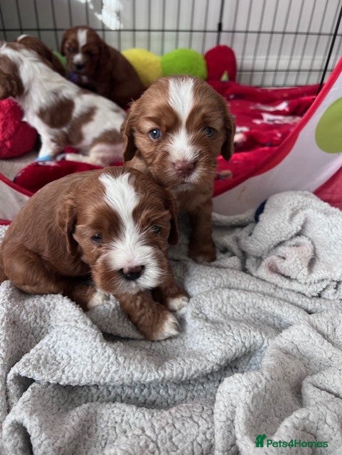 Cavapoo dogs Blue eyed Cavapoo puppies for sale - Advert 3