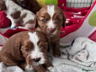 Cavapoo dogs Blue eyed Cavapoo puppies for sale - Advert 3