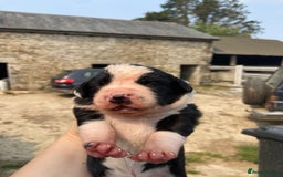 Sprollie dogs for sale: Springer spaniel x - Image 3