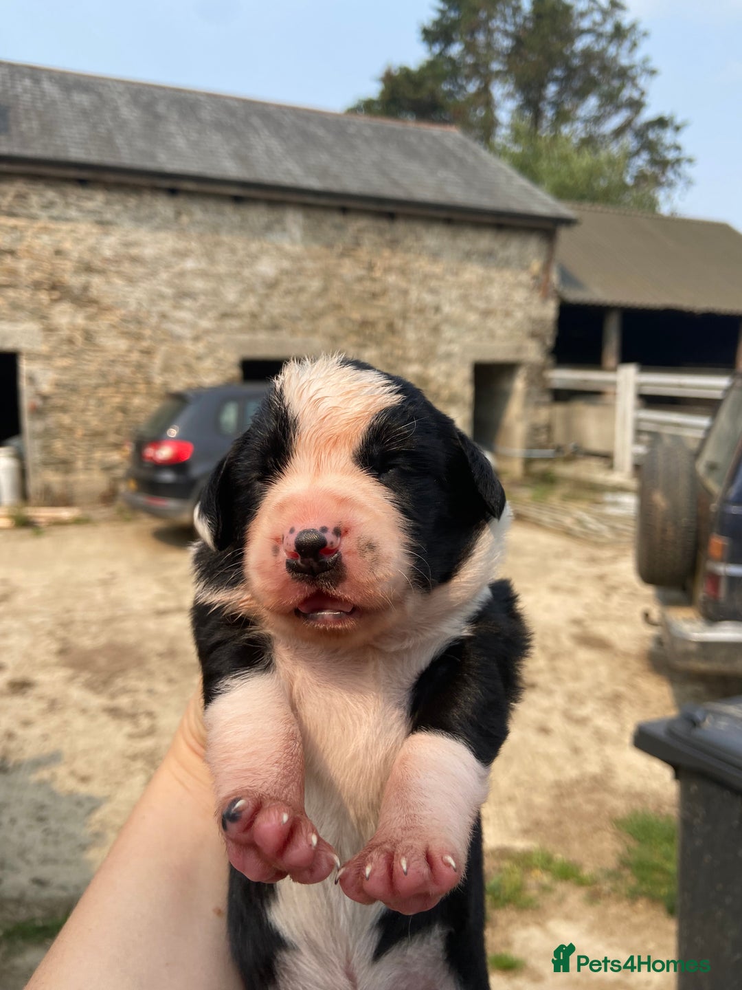 Sprollie dogs for sale: Springer spaniel x - Image 3