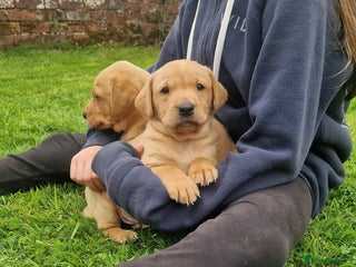Labrador Retriever dogs - Advert 20