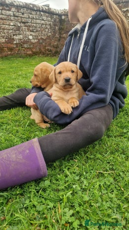 Labrador Retriever dogs - Advert 7