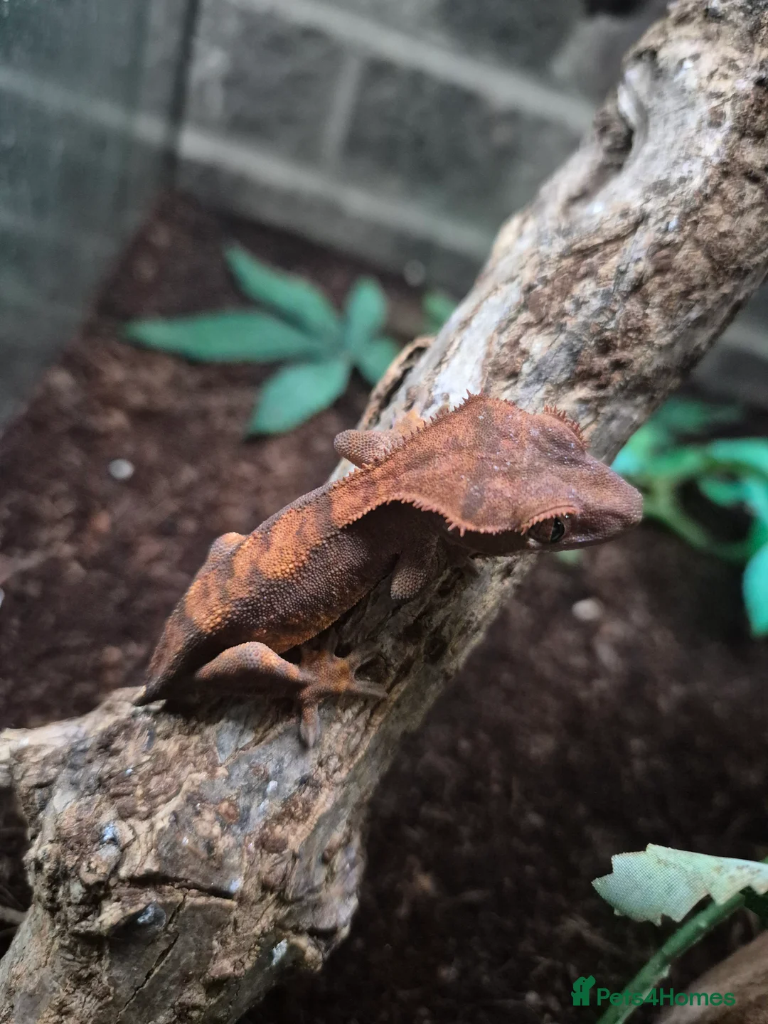 Gecko reptiles for sale: crested geckos, leopard geckos - Advert 1