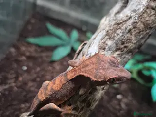 Gecko reptiles crested geckos, leopard geckos - Advert 7