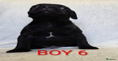 Staffordshire Bull Terrier dogs - Advert 4