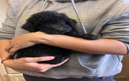 Labradoodle dogs for sale: Gorgeous labradoodle puppies  - Image 9